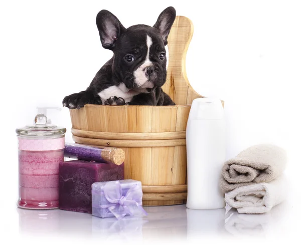 Tempo de banho de cachorro - cachorro buldogue francês em lavagem de madeira — Fotografia de Stock
