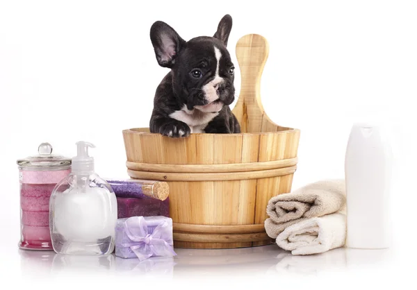 子犬のお風呂の時間 - せっけんの泡を持つ木製洗面台にフレンチ ブルドッグの子犬 — ストック写真