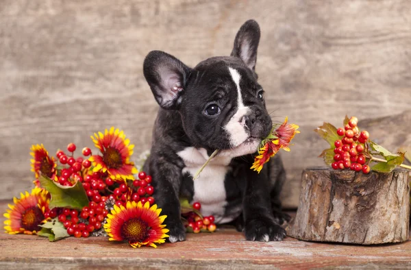 Buldogue francês cão no amor segurando uma flor de camomila — Fotografia de Stock