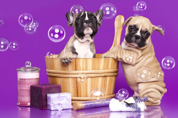 Bulldog francés cachorros en madera — Foto de Stock