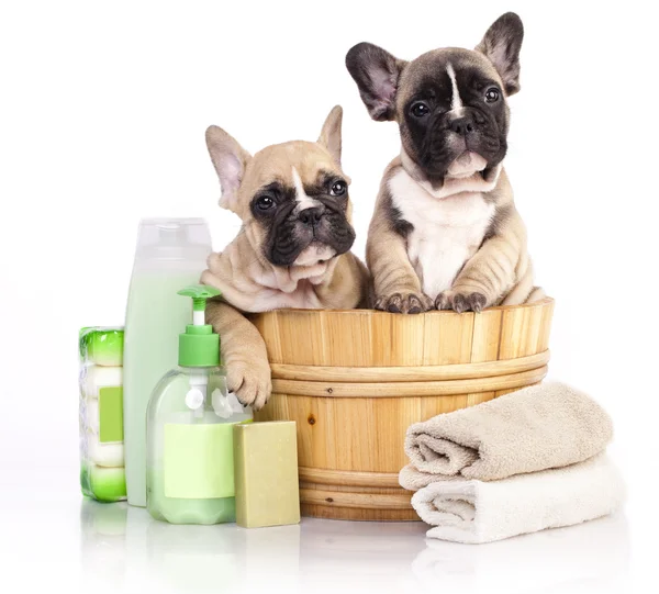 Hora del baño del cachorro - bulldog francés cachorro en lavado de madera Imagen de archivo