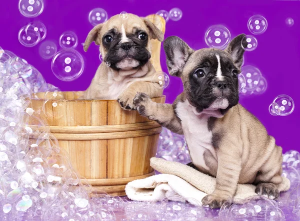 Cachorros bulldog franceses en lavabo de madera con jabón suds Imagen de stock