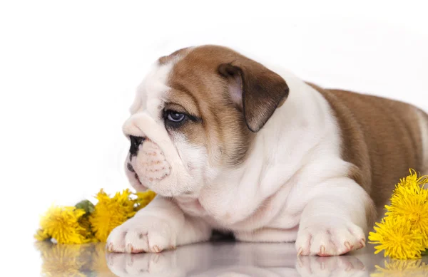 Engels bulldog puppy en paardebloemen — Stockfoto