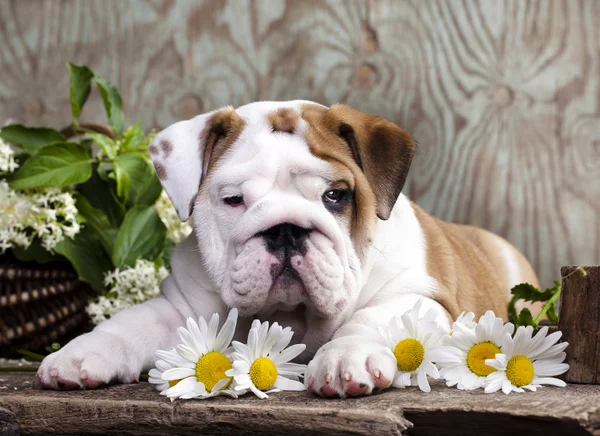 Engelsk tyrannisera hundvalp — Stockfoto