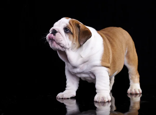 Inglês Bulldog puppy, de pé, 2 meses — Fotografia de Stock