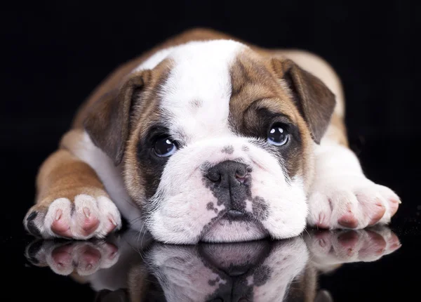 Cachorrinho inglês Bulldog — Fotografia de Stock