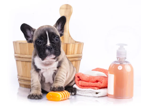 Tempo de banho de cachorro - cachorro buldogue francês na bacia de lavagem de madeira com sabão suds — Fotografia de Stock