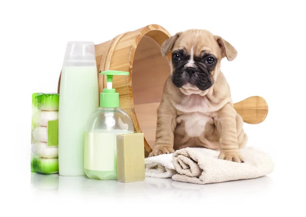 Bulldog francés cachorro en lavabo de madera — Foto de Stock