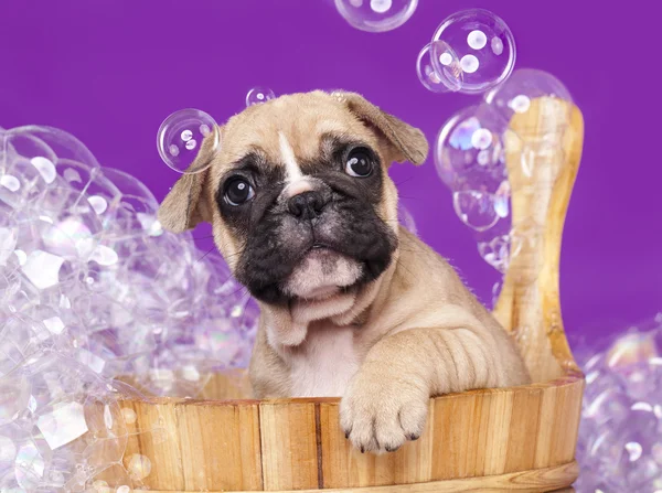 Cachorrinho buldogue francês em madeira vai lavar — Fotografia de Stock