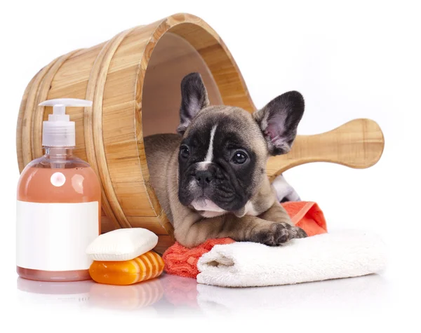 Bulldog francés cachorro en lavado de madera Imagen de stock