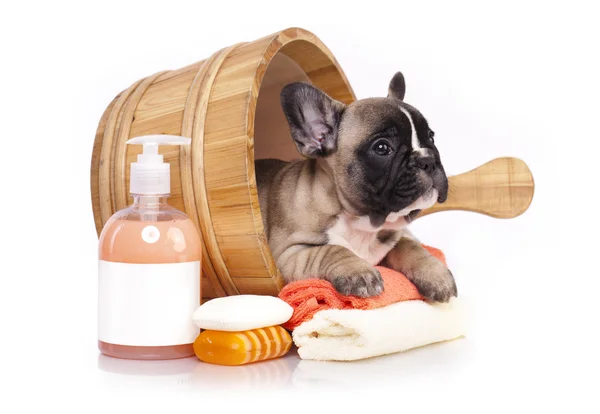 Bulldog francés cachorro en lavabo de madera Imágenes de stock libres de derechos