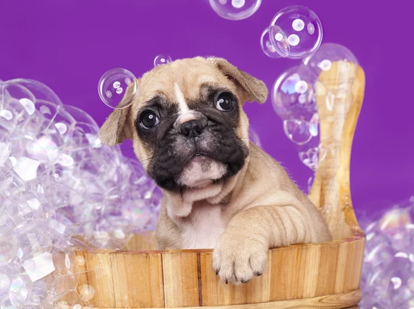Ahşap yıkayacak içinde Fransız bulldog köpek yavrusu - Stok İmaj