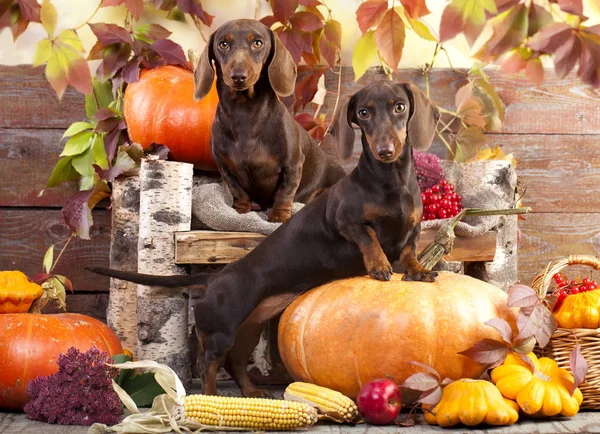 ダックスフント犬の茶色の色 — ストック写真