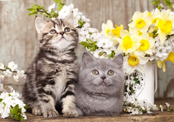 Тво котят, сидящих в цветах — стоковое фото