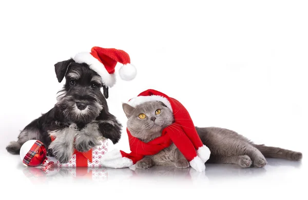 Kat en hond Kerstmis in Santa hoeden — Stockfoto