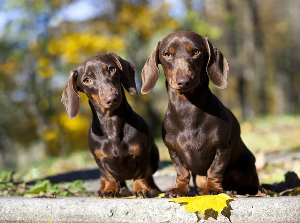 Dachshund na floresta de outono com folhas — Fotografia de Stock