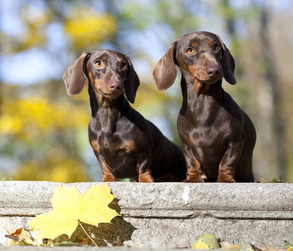 Dachshund dog Brown color — Stock Photo, Image