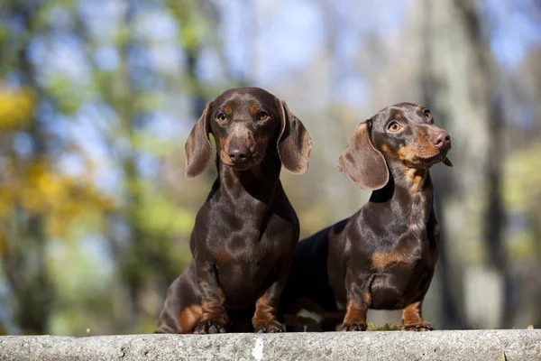 Tvo dachshund собаки на осеннем лесу с листьями — стоковое фото