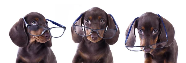 Dachshundr de raça pura em óculos — Fotografia de Stock