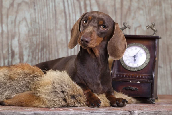 Dachshund Köpek kahverengi renk — Stok fotoğraf