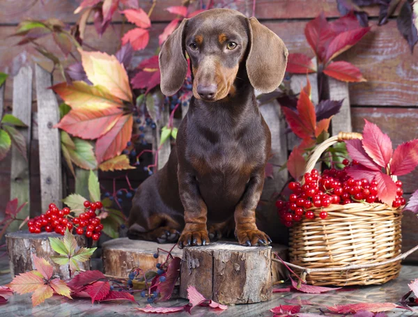 Dachshund tavşan köpek — Stok fotoğraf