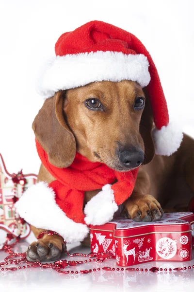 Purebred miniature dachshund dog — Stock Photo, Image