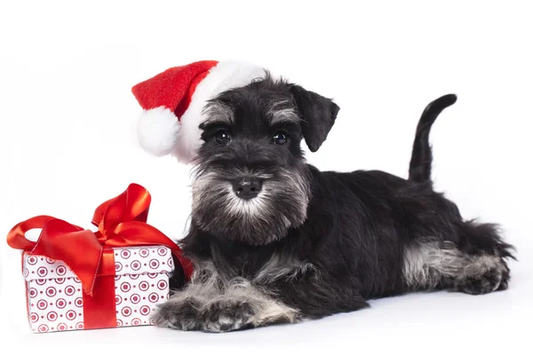 Hund und Katze mit Weihnachtsmütze lizenzfreie Stockfotos