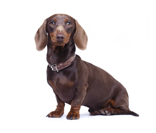 Dachshund dog Brown color Лицензионные Стоковые Изображения