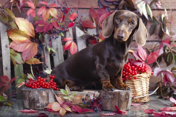 Purebred miniature dachshund dog Stock Image