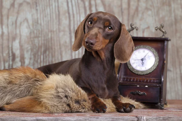 Είδος γερμανικού κυνηγετικού σκύλου σκύλος καφέ χρώμα Εικόνα Αρχείου