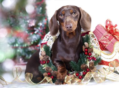 Christmas wreath on neck dachshund puppy clipart