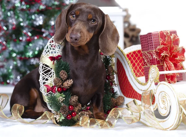 Cachorrinho de Natal dachshund — Fotografia de Stock