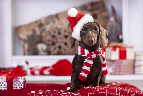 Рождественский венок на шее щенка таксы — стоковое фото