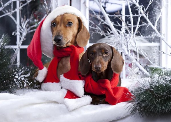 Ghirlanda di Natale sul collo bassotto cucciolo — Foto Stock