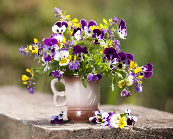 Άνοιξη λουλούδια μαργαρίτα — Φωτογραφία Αρχείου