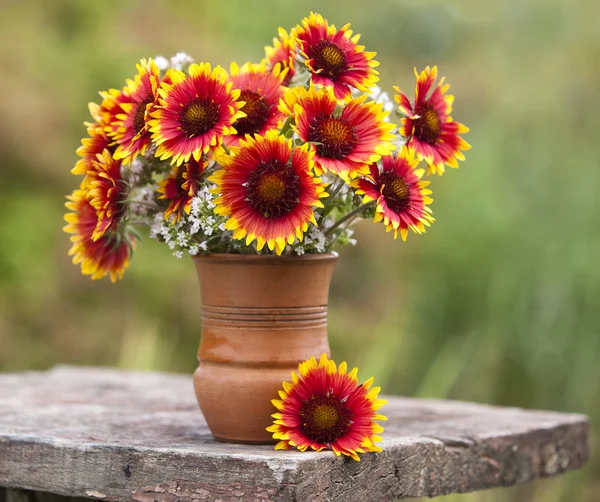 Frühlingsblumen Gänseblümchen — Stockfoto