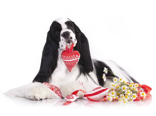 Cão segurando um brinquedo coração na boca Imagens De Bancos De Imagens