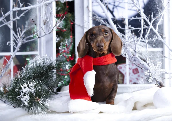 Natale bassotto cucciolo — Foto Stock