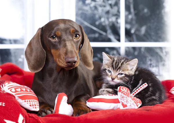 Gato e cão, cachorro dachshund e cor de chocolate gatinho — Fotografia de Stock