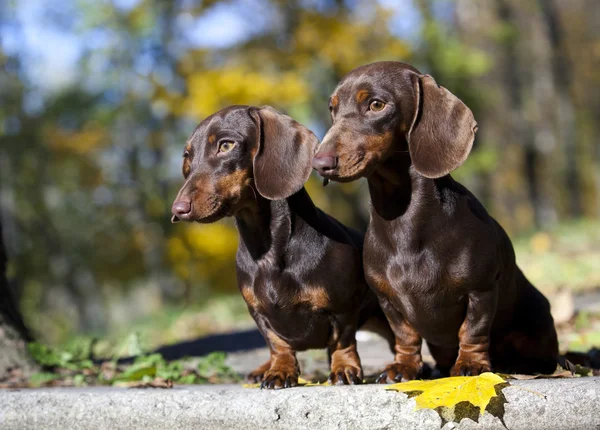 Cachorro dachshund color mármol —  Fotos de Stock