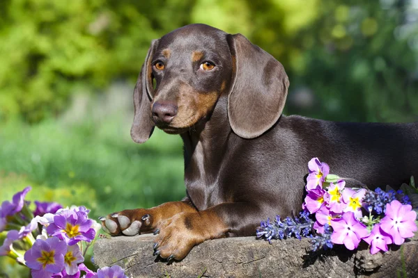 Cachorro dachshund color mármol — Foto de Stock