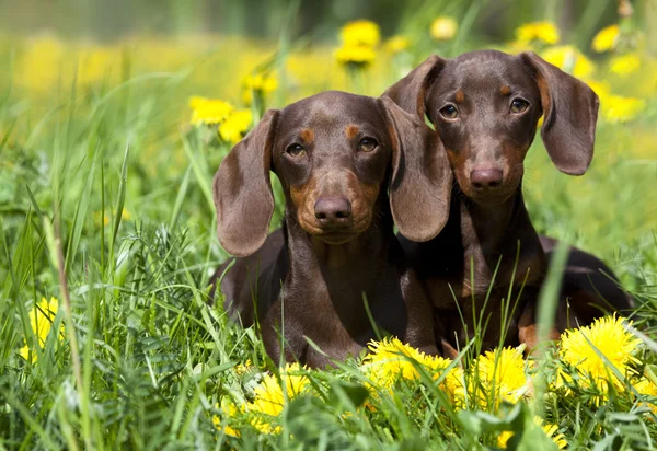 Tvo dachshund and dandelions — Stock Photo, Image