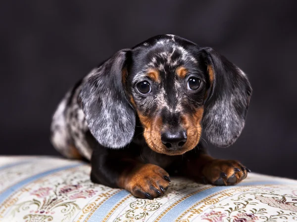 Puppy dachshund mármore — Fotografia de Stock