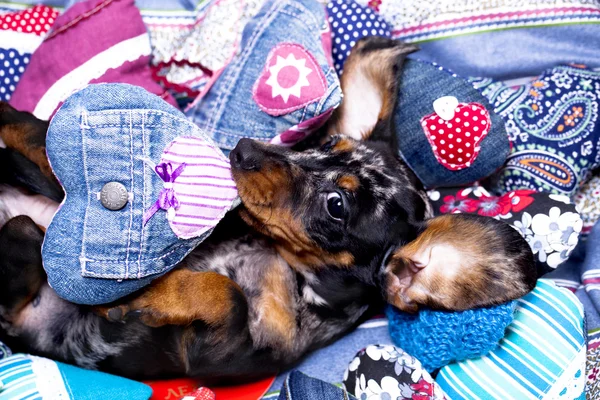 Cucciolo bassotto colore marmo — Foto Stock