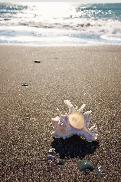 Η Seashell στην παραλία κάτω από τον ουρανό — Φωτογραφία Αρχείου