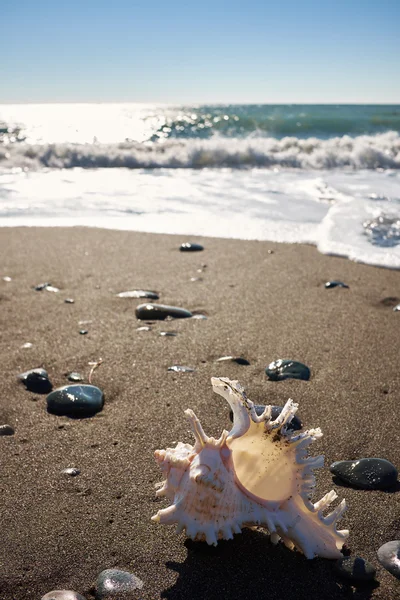 Seashell on beach under sky — Stock Photo, Image