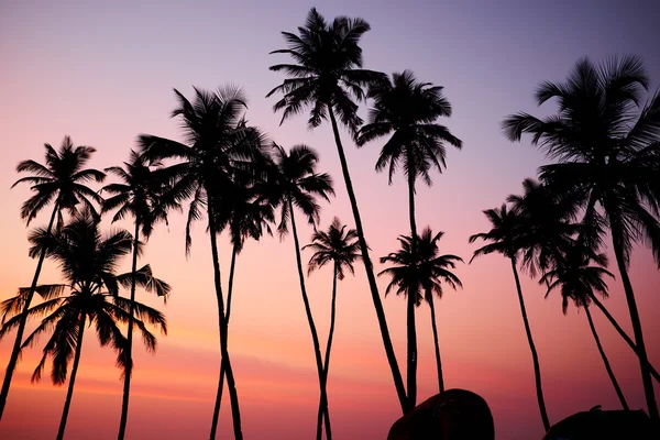 Hermoso atardecer de coral —  Fotos de Stock