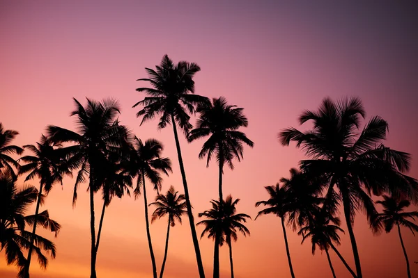 Piękny zachód słońca Koral — Zdjęcie stockowe