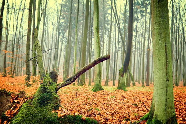 Винтаж осеннего леса — стоковое фото