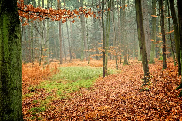 Vintage of autumn forest — Stock Photo, Image